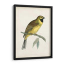 Morris Cirl Bunting - Morris | Cuadro decorativo de Canvas Lab