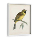 Morris Cirl Bunting - Morris | Cuadro decorativo de Canvas Lab