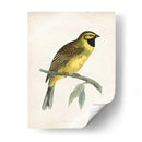 Morris Cirl Bunting - Morris | Cuadro decorativo de Canvas Lab