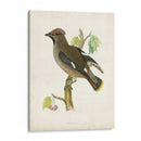 Morris Waxwing - Morris | Cuadro decorativo de Canvas Lab