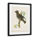 Morris Waxwing - Morris | Cuadro decorativo de Canvas Lab