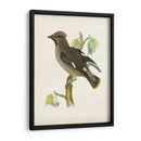 Morris Waxwing - Morris | Cuadro decorativo de Canvas Lab