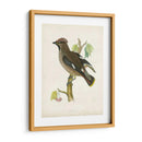 Morris Waxwing - Morris | Cuadro decorativo de Canvas Lab