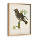 Morris Waxwing - Morris | Cuadro decorativo de Canvas Lab