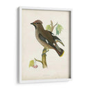 Morris Waxwing - Morris | Cuadro decorativo de Canvas Lab