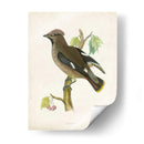 Morris Waxwing - Morris | Cuadro decorativo de Canvas Lab