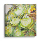 Aeonium_Giant Velvet Rose 01 - Hugo Bello | Cuadro decorativo de Canvas Lab