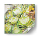Aeonium_Giant Velvet Rose 01 - Hugo Bello | Cuadro decorativo de Canvas Lab
