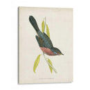 Morris Dartford Warbler - Morris | Cuadro decorativo de Canvas Lab