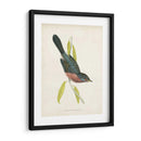 Morris Dartford Warbler - Morris | Cuadro decorativo de Canvas Lab