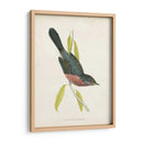 Morris Dartford Warbler - Morris | Cuadro decorativo de Canvas Lab
