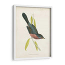 Morris Dartford Warbler - Morris | Cuadro decorativo de Canvas Lab