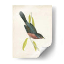 Morris Dartford Warbler - Morris | Cuadro decorativo de Canvas Lab