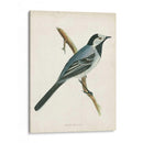 Morris Wagtail White - Morris | Cuadro decorativo de Canvas Lab