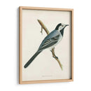 Morris Wagtail White - Morris | Cuadro decorativo de Canvas Lab