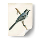 Morris Wagtail White - Morris | Cuadro decorativo de Canvas Lab