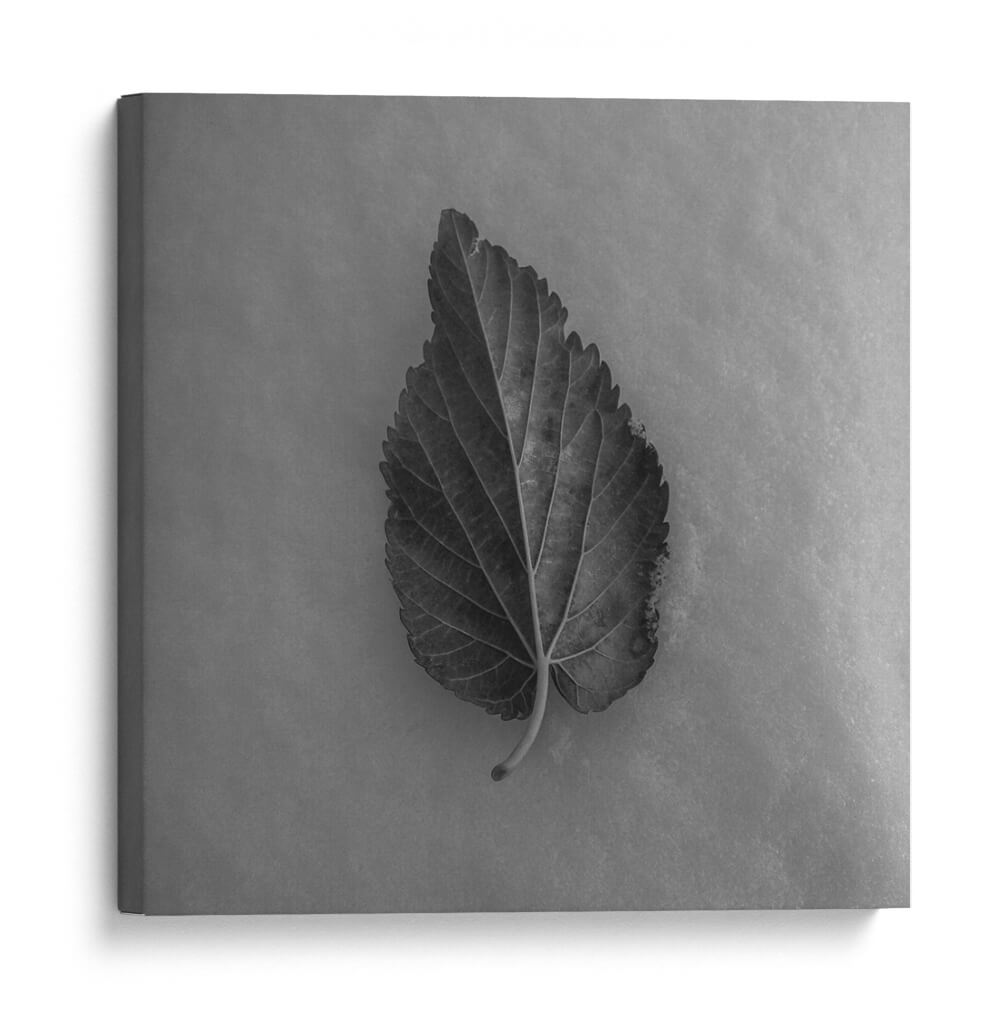 Hoja en blanco - M Gutierrez | Cuadro decorativo de Canvas Lab