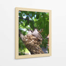 Colibríes Polluelos  - M Gutierrez | Cuadro decorativo de Canvas Lab