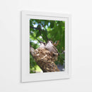 Colibríes Polluelos  - M Gutierrez | Cuadro decorativo de Canvas Lab