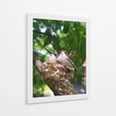 Colibríes Polluelos  - M Gutierrez | Cuadro decorativo de Canvas Lab
