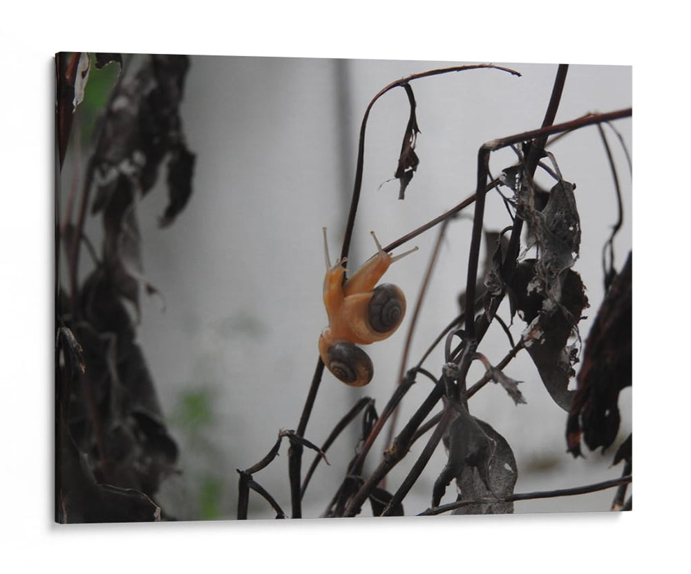 Caracoles - Hugo Segura | Cuadro decorativo de Canvas Lab