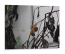 Caracoles - Hugo Segura | Cuadro decorativo de Canvas Lab
