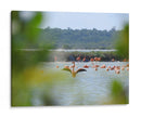 Flamingo - Hugo Segura | Cuadro decorativo de Canvas Lab