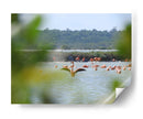 Flamingo - Hugo Segura | Cuadro decorativo de Canvas Lab