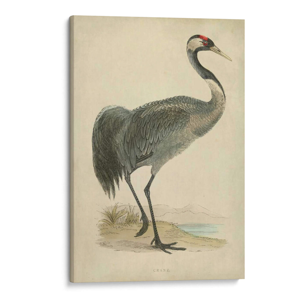 Morris Grane I - Morris | Cuadro decorativo de Canvas Lab