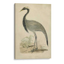 Morris Crane Ii - Morris | Cuadro decorativo de Canvas Lab