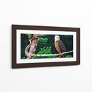 Águila calva - Caperh | Cuadro decorativo de Canvas Lab