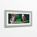 Águila calva - Caperh | Cuadro decorativo de Canvas Lab