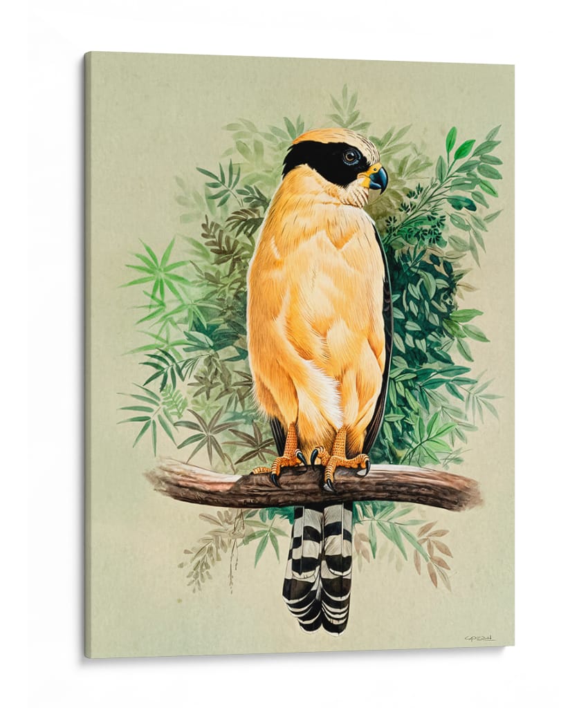 Halcón Reidor o Guaicuru - Caperh | Cuadro decorativo de Canvas Lab