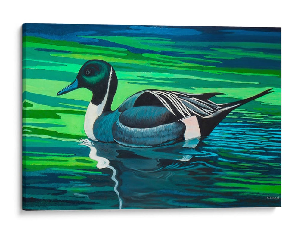 Northern Pintail - Caperh | Cuadro decorativo de Canvas Lab