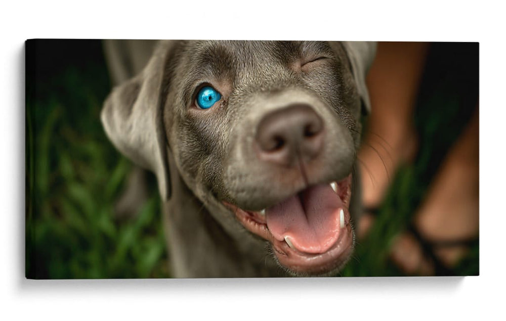 Wink Canino - DIEGO D L | Cuadro decorativo de Canvas Lab