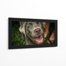 Wink Canino - DIEGO D L | Cuadro decorativo de Canvas Lab