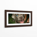 Wink Canino - DIEGO D L | Cuadro decorativo de Canvas Lab