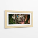 Wink Canino - DIEGO D L | Cuadro decorativo de Canvas Lab