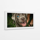 Wink Canino - DIEGO D L | Cuadro decorativo de Canvas Lab