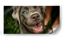 Wink Canino - DIEGO D L | Cuadro decorativo de Canvas Lab