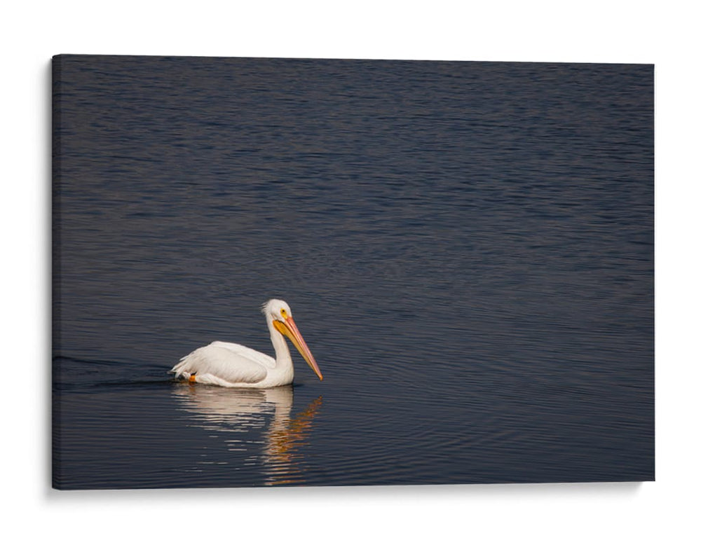 Lago pelican - Alan050 | Cuadro decorativo de Canvas Lab