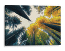 Bosque de otoño - DIEGO D L | Cuadro decorativo de Canvas Lab