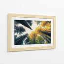 Bosque de otoño - DIEGO D L | Cuadro decorativo de Canvas Lab