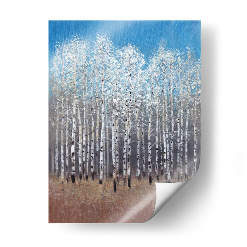 Birches De Cobalto I - Tim OToole | Cuadro decorativo de Canvas Lab