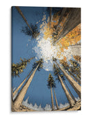 Arboles con angulo contrapicado - DIEGO D L | Cuadro decorativo de Canvas Lab