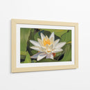 Loto Blanco Silencioso - Carlos Franken | Cuadro decorativo de Canvas Lab