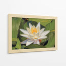 Loto Blanco Silencioso - Carlos Franken | Cuadro decorativo de Canvas Lab