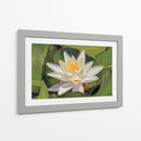 Loto Blanco Silencioso - Carlos Franken | Cuadro decorativo de Canvas Lab