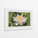 Loto Blanco Silencioso - Carlos Franken | Cuadro decorativo de Canvas Lab