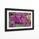 Susurro de Tulipanes Violetas - Carlos Franken | Cuadro decorativo de Canvas Lab